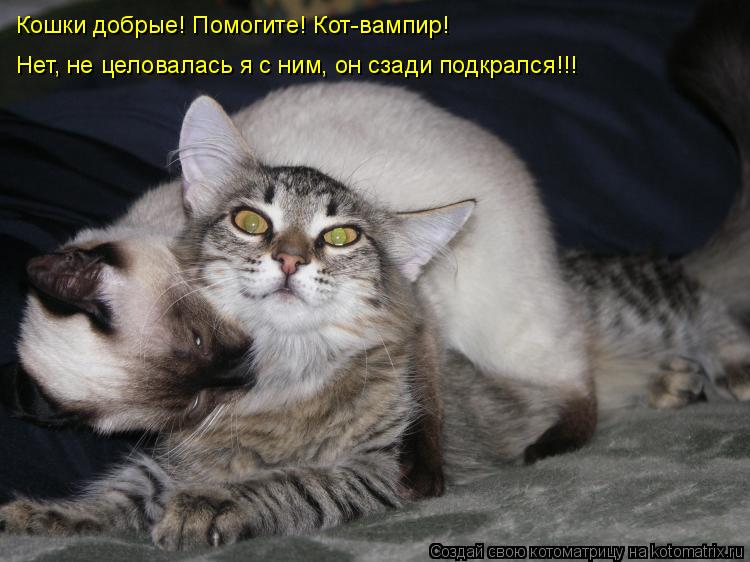 Котоматрица: Кошки добрые! Помогите! Кот-вампир! Нет, не целовалась я с ним, он сзади подкрался!!!
