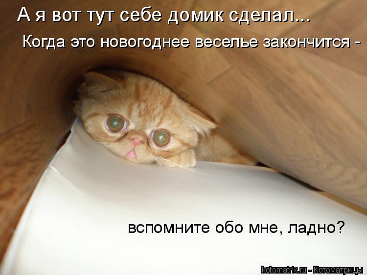 Котоматрица: А я вот тут себе домик сделал... Когда это новогоднее веселье закончится -  вспомните обо мне, ладно?