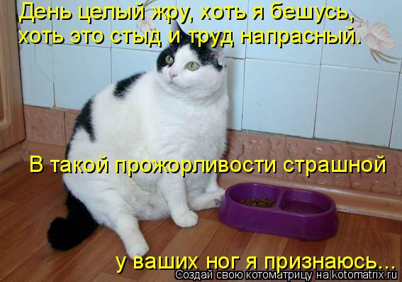 День целый жру, хоть я бешусь, хоть это стыд и труд напрасный. В такой прожорливости страшной у ваши... Котоматрица: День целый жру, хоть я бешусь, хоть это стыд и труд напрасный. В такой прожорливости страшной у ваших ног я признаюсь...