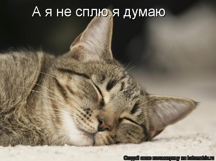 А я не сплю,я думаю... Котоматрица: А я не сплю,я думаю