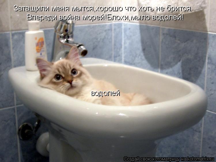 Затащили меня мытся,хорошо что хоть не брится. Впереди война морей!Блохи,мыло водолей! водолей... Котоматрица: Затащили меня мытся,хорошо что хоть не брится. Впереди война морей!Блохи,мыло водолей! водолей