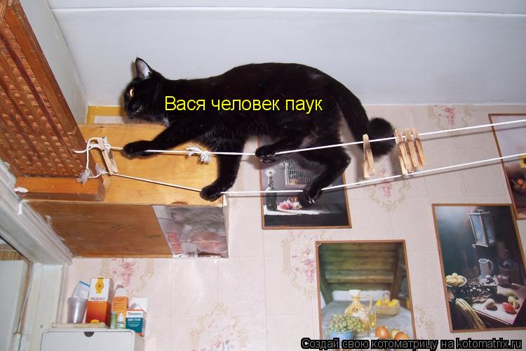 Вася человек паук... Котоматрица: Вася человек паук