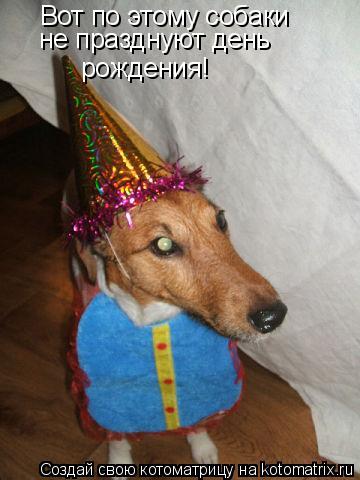 Вот по этому собаки не празднуют день рождения!... Котоматрица: Вот по этому собаки не празднуют день рождения!