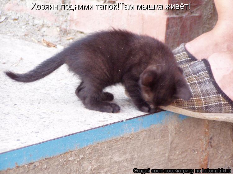 Котоматрица: Хозяин подними тапок!Там мышка живёт!