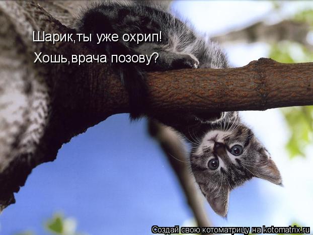Котоматрица: Шарт Шарик,ты уже охрип! Хошь,врача позову?