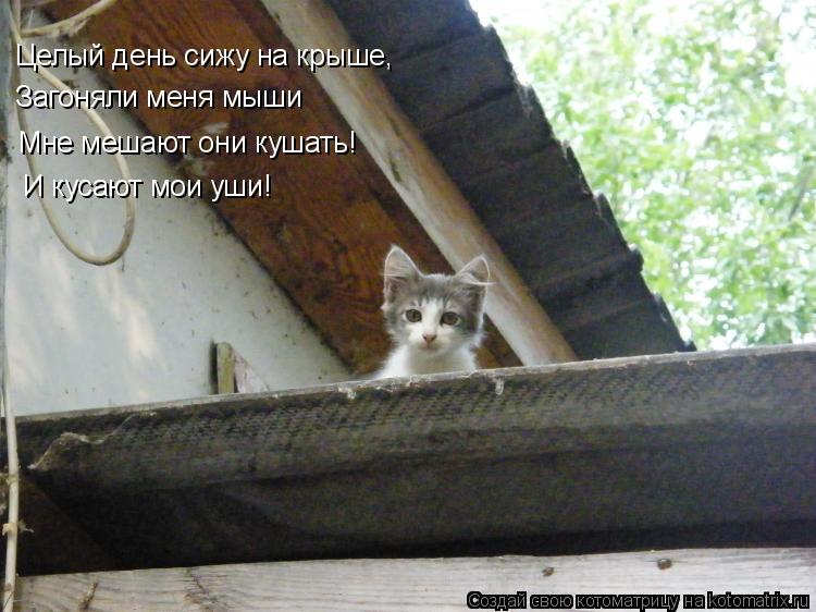 Котоматрица: Целый день сижу на крыше, Загоняли меня мыши Мне мешают они кушать! И кусают мои уши!