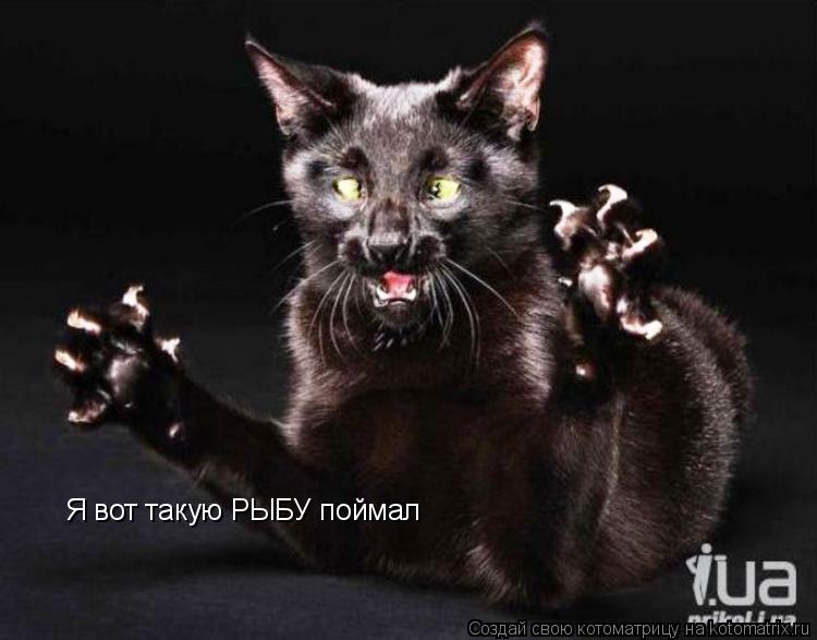 Котоматрица: Я вот такую РЫБУ поймал