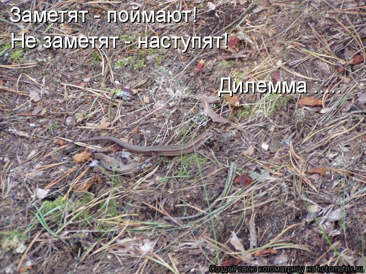 Котоматрица: Заметят - поймают! Не заметят - наступят! Дилемма .....