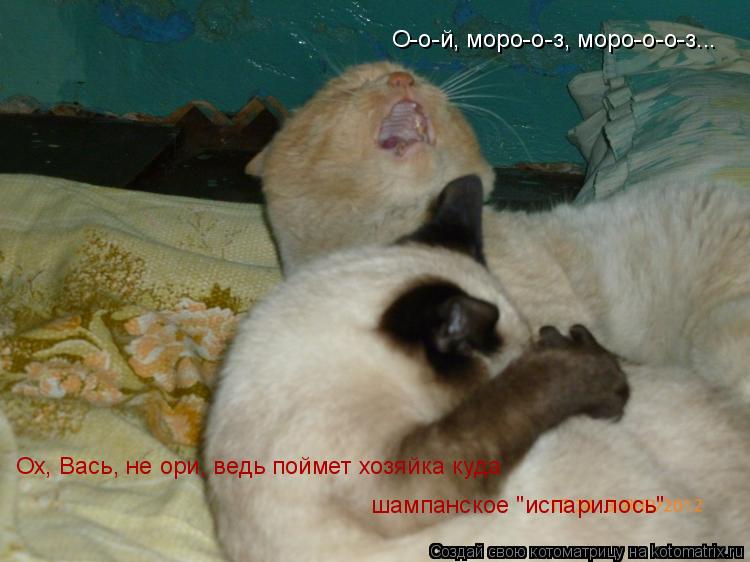 Котоматрица: О-о-й, моро-о-з, моро-о-о-з... Ох, Вась, не ори, ведь поймет хозяйка куда шампанское "испарилось"