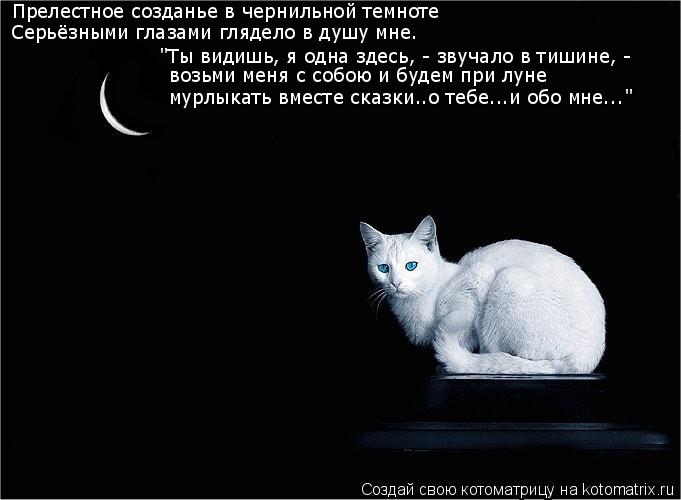 Котоматрица: Прелестное созданье в чернильной темноте Серьёзными глазами глядело в душу мне. "Ты видишь, я одна здесь, - звучало в тишине, -  возьми меня с 