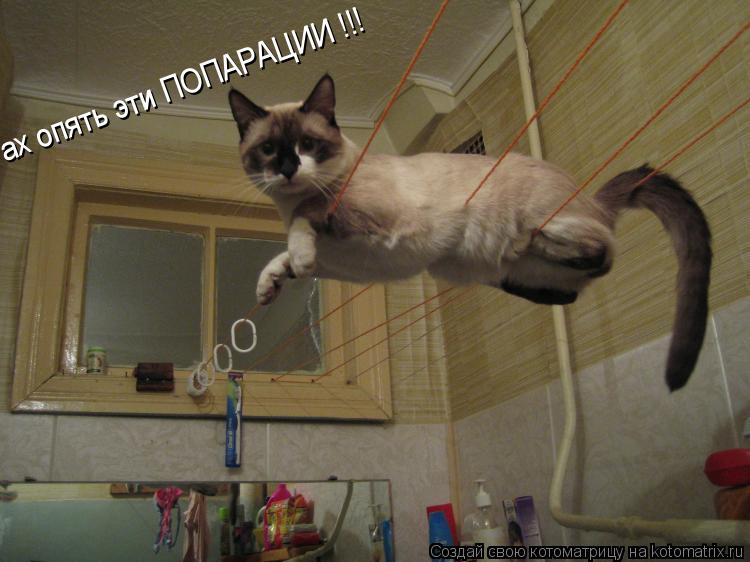 Котоматрица: ах опять эти ПОПАРАЦИИ !!!