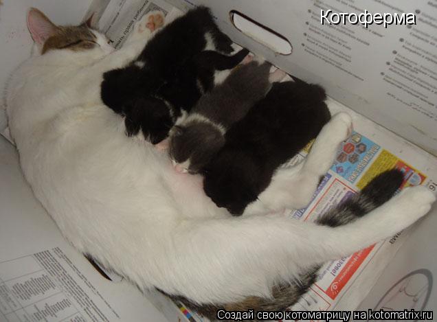 Котоматрица: Котоферма