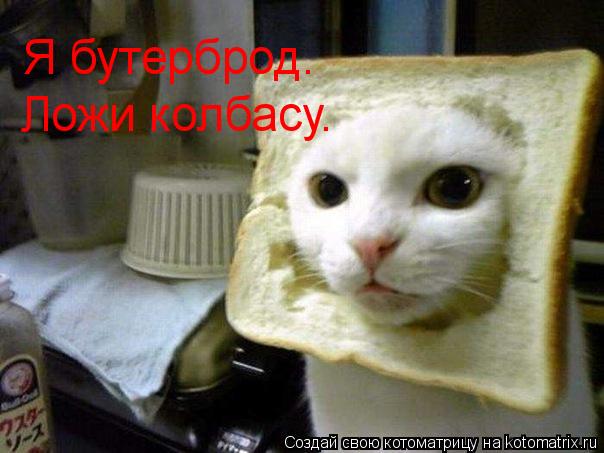Котоматрица: Я бутерброд. Ложи колбасу.