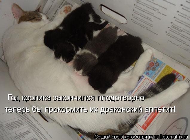 Котоматрица: Год кролика закончился плодотворно теперь бы прокормить их драконский аппетит!
