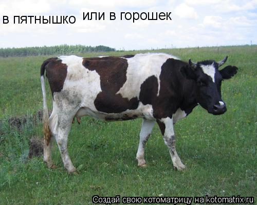 в пятнышко или в горошек... Котоматрица: в пятнышко или в горошек