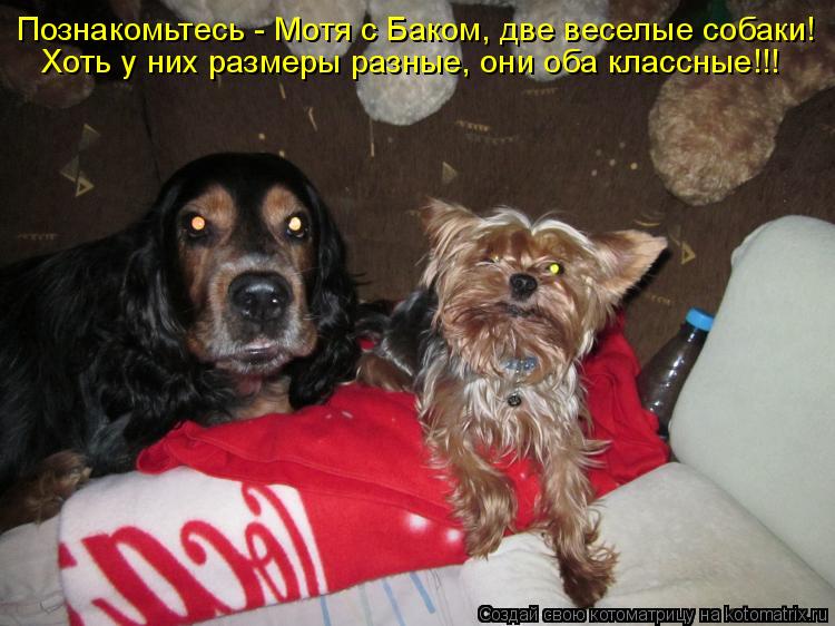 Познакомьтесь - Мотя с Баком, две веселые собаки! Хоть у них размеры разные, они оба классные!!!... Котоматрица: Познакомьтесь - Мотя с Баком, две веселые собаки! Хоть у них размеры разные, они оба классные!!!