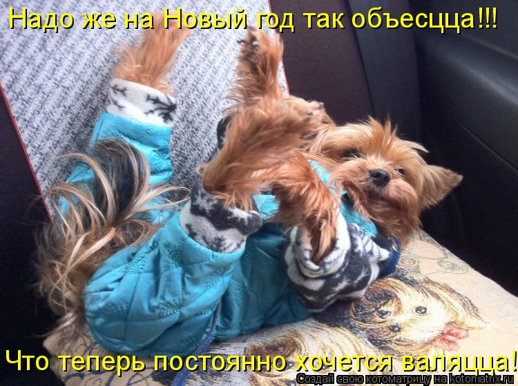 Надо же на Новый год так объесцца!!! Что теперь постоянно хочется валяцца!!!... Котоматрица: Надо же на Новый год так объесцца!!! Что теперь постоянно хочется валяцца!!!