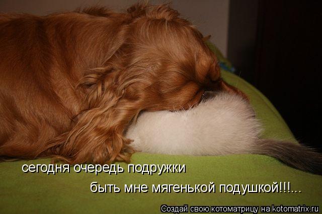 сегодня очередь подружки быть мне мягенькой подушкой!!!...... Котоматрица: сегодня очередь подружки быть мне мягенькой подушкой!!!...