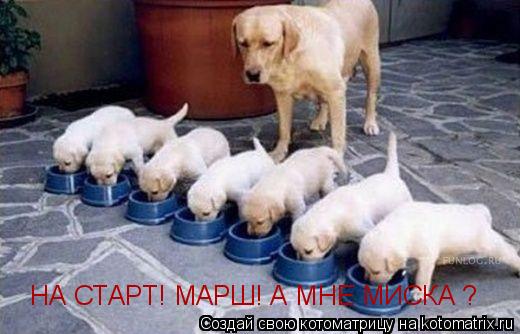 НА СТАРТ! МАРШ! А МНЕ МИСКА ?... Котоматрица: НА СТАРТ! МАРШ! А МНЕ МИСКА ?