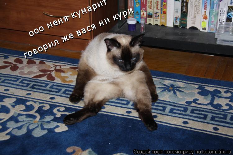 Котоматрица: ооо меня кумарит  говорил же вася ни кури