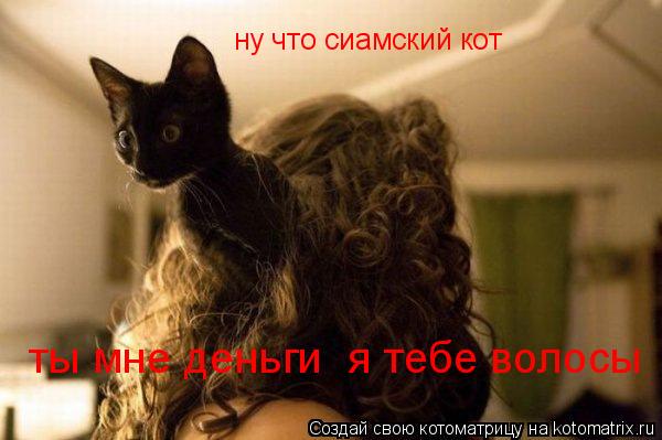 ну что сиамский кот ты мне деньги я тебе волосы... Котоматрица: ну что сиамский кот ты мне деньги я тебе волосы