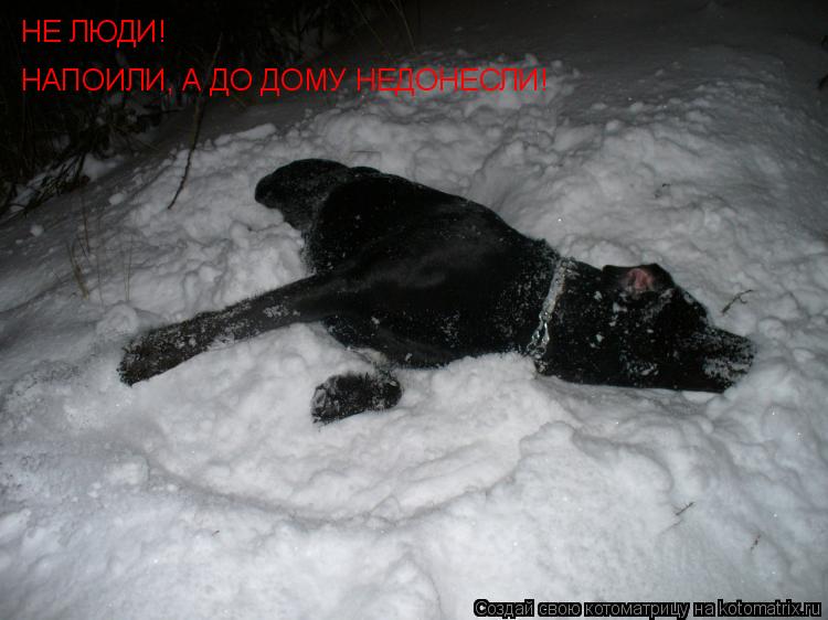 НЕ ЛЮДИ! НАПОИЛИ, А ДО ДОМУ НЕДОНЕСЛИ!... Котоматрица: НЕ ЛЮДИ! НАПОИЛИ, А ДО ДОМУ НЕДОНЕСЛИ!