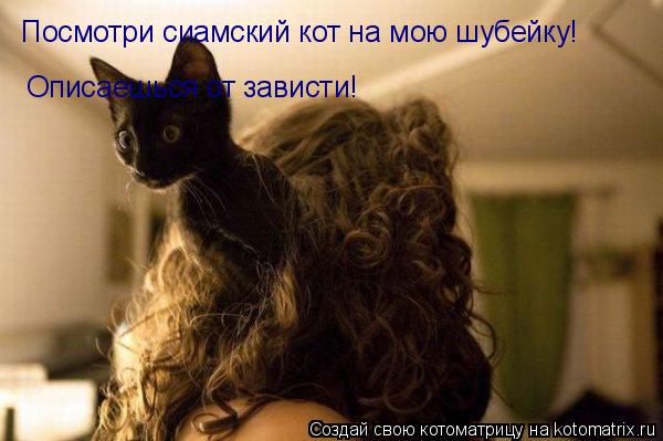 Посмотри сиамский кот на мою шубейку! Описаешься от зависти!... Котоматрица: Посмотри сиамский кот на мою шубейку! Описаешься от зависти!
