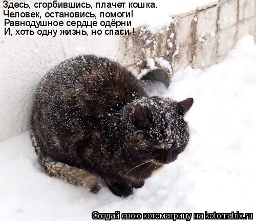 Котоматрица: Здесь, сгорбившись, плачет кошка. Человек, остановись, помоги! Равнодушное сердце одёрни И, хоть одну жизнь, но спаси !
