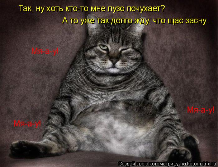 Котоматрица: Так, ну хоть кто-то мне пузо почухает? А то уже так долго жду, что щас засну... Мя-а-у! Мя-а-у! Мя-а-у!