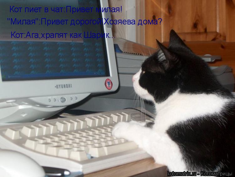 Котоматрица: Кот пиет в чат:Привет милая! "Милая":Привет дорогой!Хозяева дома? Кот:Ага,храпят как Шарик...