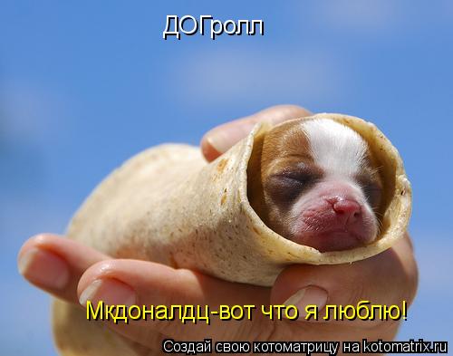 Котоматрица: ДОГролл Мкдоналдц-вот что я люблю!