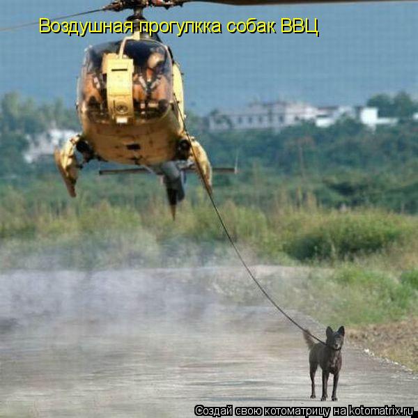 Котоматрица: Воздушная прогулкка собак ВВЦ
