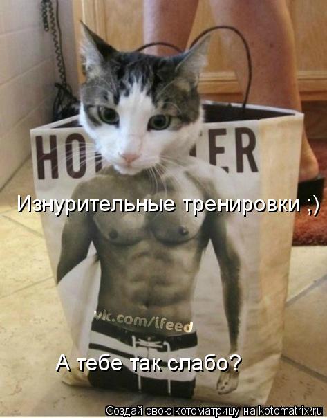 Котоматрица: Изнурительные тренировки ;) А тебе так слабо?