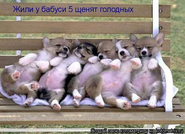 Котоматрица: Жили у бабуси 5 щенят голодных