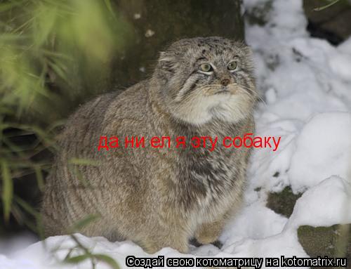 Котоматрица: да ни ел я эту собаку