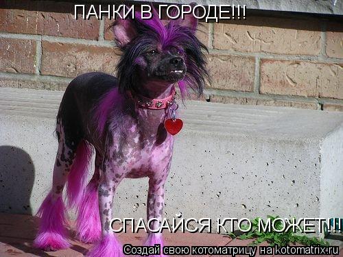 Котоматрица: ПАНКИ В ГОРОДЕ!!! СПАСАЙСЯ КТО МОЖЕТ!!!