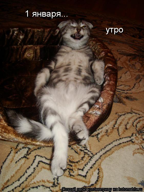 Котоматрица: 1 января... утро