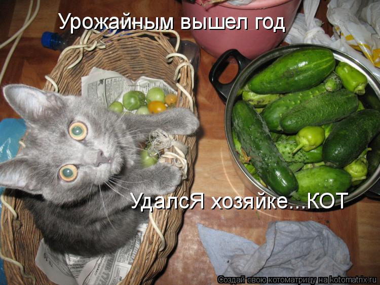 Урожайным вышел год УдалсЯ хозяйке...КОТ... Котоматрица: Урожайным вышел год УдалсЯ хозяйке...КОТ