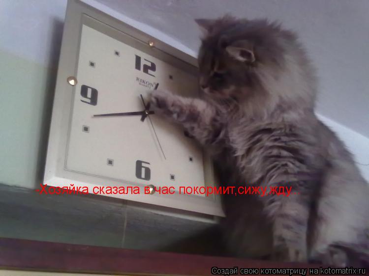 Котоматрица: -Хозяйка сказала в час покормит,сижу,жду...