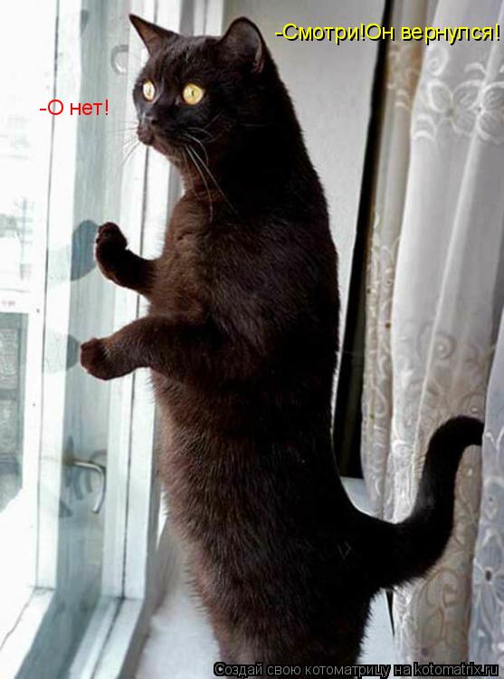 Котоматрица: -Смотри!Он вернулся! -О нет!