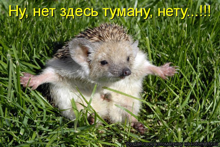 Котоматрица: Ну, нет здесь туману, нету...!!!