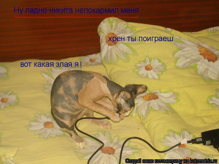 Котоматрица: Ну ладно никита непокармил меня хрен ты поиграеш вот какая злая я ! _____________________________