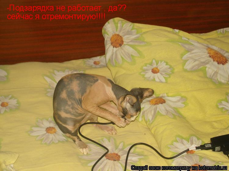 Котоматрица: -Подзарядка не работает , да??  -Подзарядка не работает , да??   сейчас я отремонтирую!!!!
