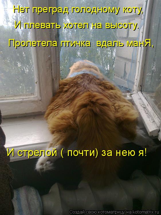 Нет преград голодному коту, И плевать хотел на высоту. Пролетела птичка вдаль манЯ, И стрелой ( почт... Котоматрица: Нет преград голодному коту, И плевать хотел на высоту. Пролетела птичка вдаль манЯ, И стрелой ( почти) за нею я!