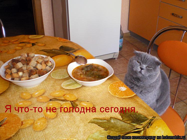 Котоматрица: Я что-то не голодна сегодня.