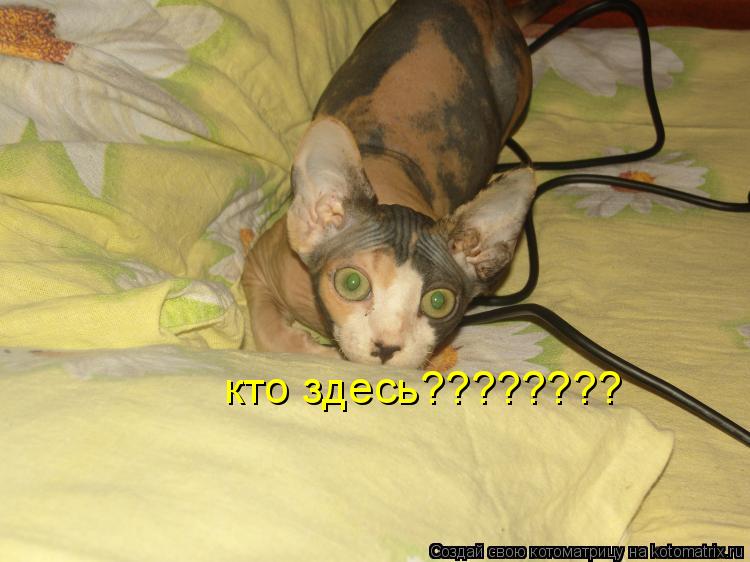 Котоматрица: кто здесь????????