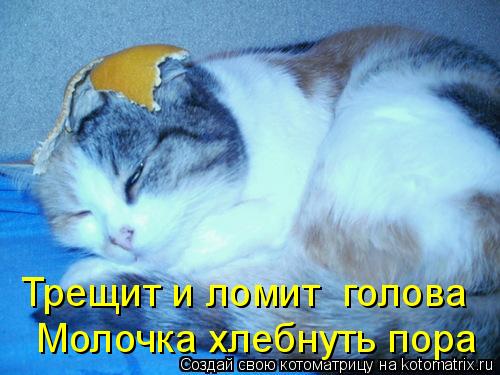 Котоматрица: Трещит и ломит  голова  Молочка хлебнуть пора