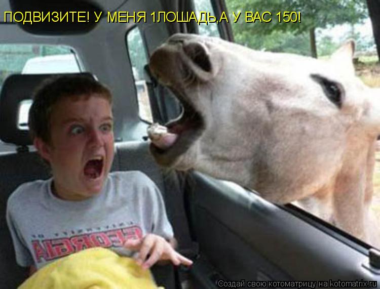 Котоматрица: ПОДВИЗИТЕ! У МЕНЯ 1ЛОШАДЬ,А У ВАС 150!