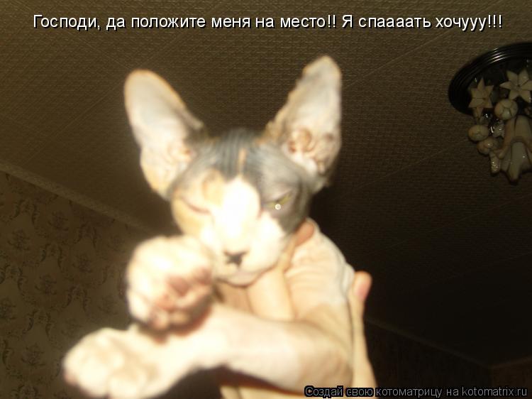 Котоматрица: Господи, да положите меня на место!! Я спаааать хочууу!!!