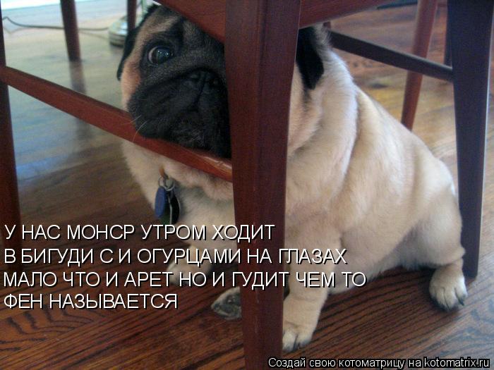 У НАС МОНСР УТРОМ ХОДИТ В БИГУДИ С И ОГУРЦАМИ НА ГЛАЗАХ МАЛО ЧТО И АРЕТ НО И ГУДИТ ЧЕМ ТО ФЕН НАЗЫВА... Котоматрица: У НАС МОНСР УТРОМ ХОДИТ В БИГУДИ С И ОГУРЦАМИ НА ГЛАЗАХ МАЛО ЧТО И АРЕТ НО И ГУДИТ ЧЕМ ТО ФЕН НАЗЫВАЕТСЯ